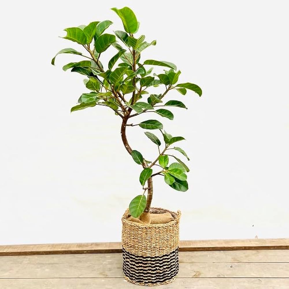 Amazon｜おしゃれ 観葉植物：フィカス アフリカンプリンス